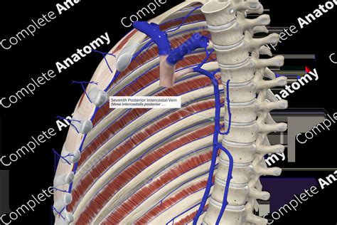 Seventh Posterior Intercostal Vein | Complete Anatomy