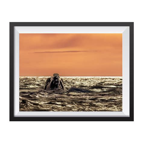 Photographic print "Whale and sunset" by Daniele Dell'Osa