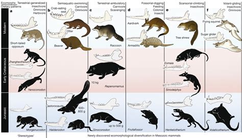 Mammals - Facts, Characteristics, Anatomy and Pictures