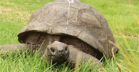 Discover the World's Oldest Tortoise (190 Years Old!) - A-Z Animals