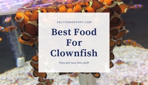 Best Food For Clownfish -They Go Crazy Over This Stuff! - Salt Tank Report