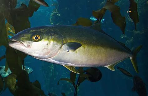 Amberjack - Description, Habitat, Image, Diet, and Interesting Facts