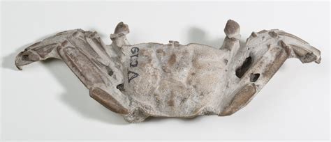 Fossil crab | UCL Science blog