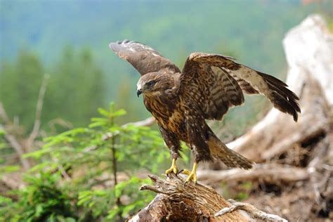 What Eats Hawks? A List of Hawk Predators