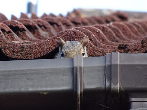 How to Get Rid of Grey Squirrels in Your Loft | Fantastic Pest Control