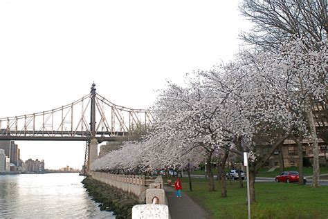 NYC ♥ NYC: Cherry Blossoms on Roosevelt Island