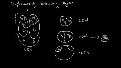 Complementarity Determining Regions - YouTube