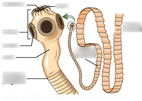 Class Cestoda Anatomy Diagram | Quizlet