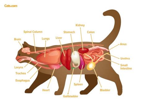 Cat Anatomy Guide - Cats.com