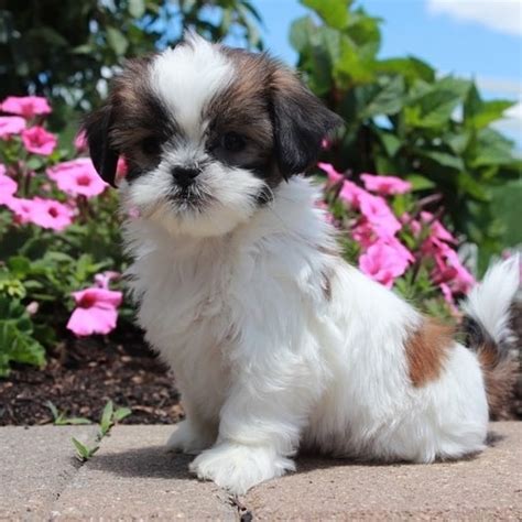 Teacup Shih Tzu For Sale | Shihtzu for sale | Shihtzu for sale