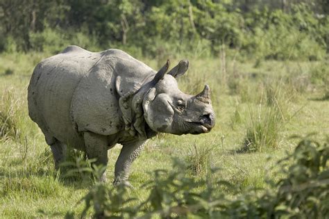 Nepal's rhino population soars to exciting "milestone" amid COVID-19 closures - CBS News