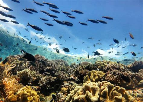 11 Surga Pemandangan Bawah Laut Indonesia yang Menakjubkan - MyLife