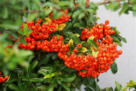 Growing the Firethorn Pyracantha Coccinea