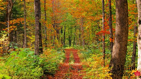 🔥 [46+] Maine Fall Foliage Wallpapers | WallpaperSafari