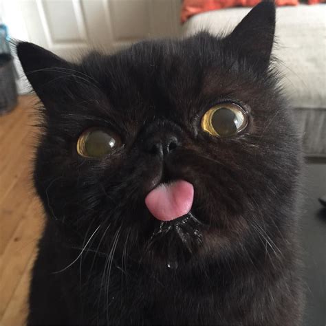 BLEP! - CatCon Worldwide