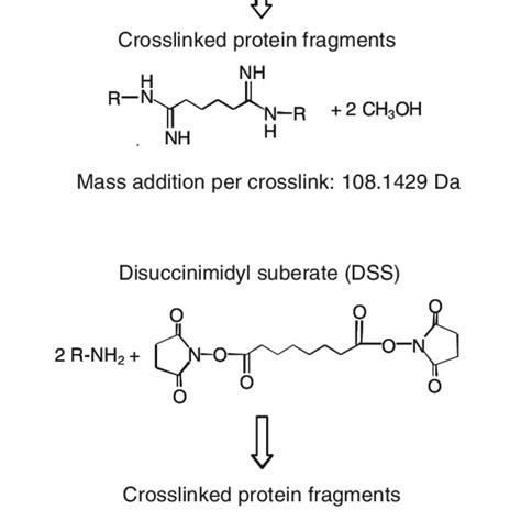 Cross-linking chemistry of DMA and DSS. Dimethyl adipimidate (DMA) and... | Download Scientific ...