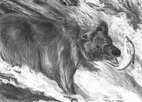 Bear fishing for salmon. Drawing by Patricia Wilhelm - Fine Art America