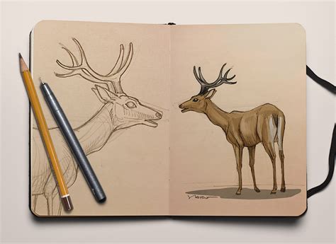 pampas deer on Behance