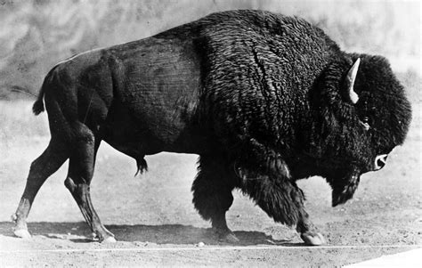 Bison Is U.S. National Animal: See Majestic Historic Photos | TIME