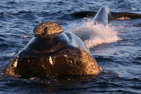 Southern Right Whale | NOAA Fisheries