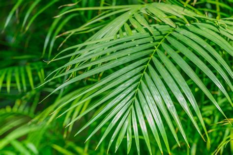 How to Grow and Care for Areca Palm | Gardener’s Path