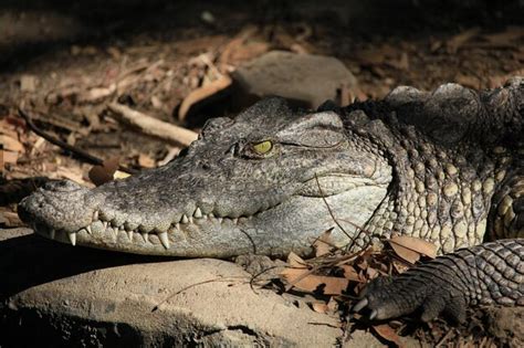 Premium Photo | Closeup of a formidable saltwater crocodile apex predator of the swamps