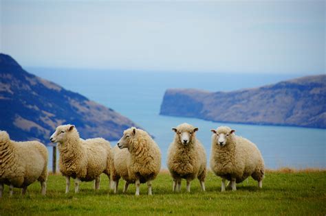 New Zealand Sea Sheep - Free photo on Pixabay