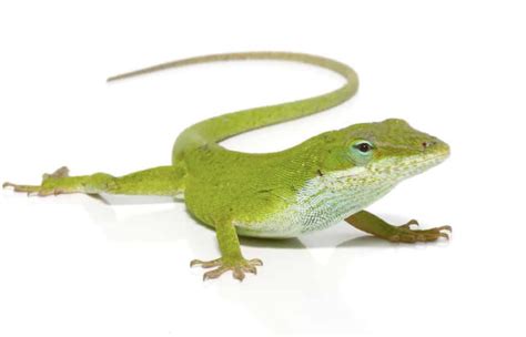 Green Anole For Sale - Upriva Reptiles