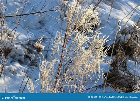 Rime frost on a plant stock photo. Image of frost, snow - 90535136