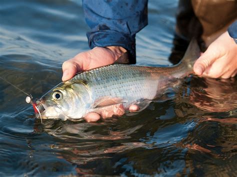 Hickory Shad: The Unsung Heroes of the Fall Run - On The Water