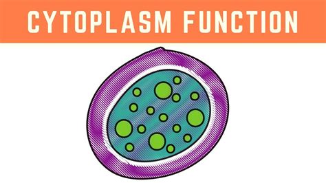 Cytoplasm Function ( More than just the clear liquid of the Cell ) - YouTube