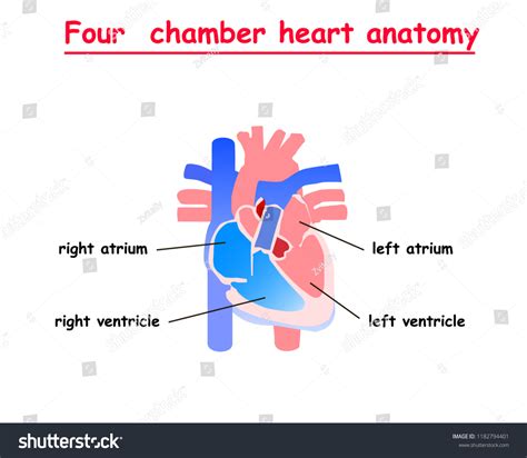 5.773 afbeeldingen voor heart chambers: afbeeldingen, stockfoto‘s en vectoren | Shutterstock