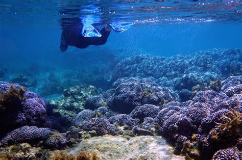 Snorkeling On Rottnest Island: The Ultimate Guide – DesertDivers