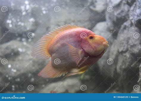 Red blood parrot fish stock image. Image of tropic, face - 130460129