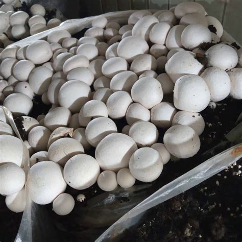 White Button Mushroom 200g+200g - White Button Mushroom