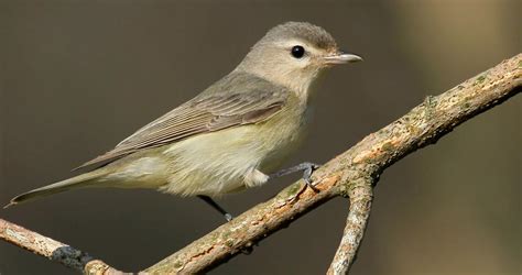 Warbling Vireo Overview, All About Birds, Cornell Lab of Ornithology