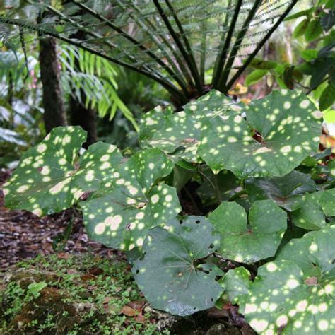 Farfugium japonicum Aureomaculatum - Belle vivace d'ombre à grandes feuilles ponctuées de jaunes ...