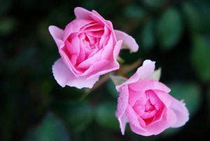 Floribunda Roses Care Guide | Advice for Floribunda Roses