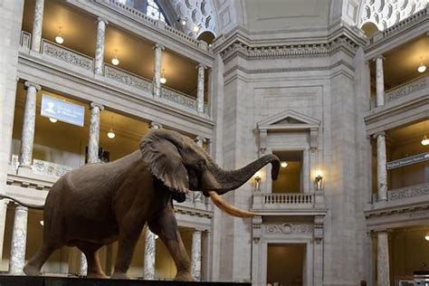 National Museum of Natural History - Inside (1) | Washington | Geography im Austria-Forum