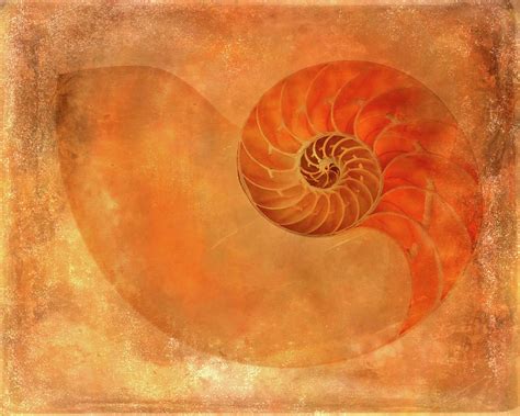 Nautilus Shell Art Print II Mixed Media by Gigi Ebert - Fine Art America