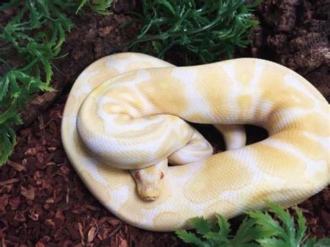 Sub Adult Albino Ball Pythons for sale