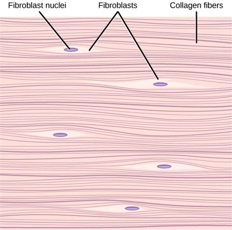 Connective Tissues | Biology for Majors II