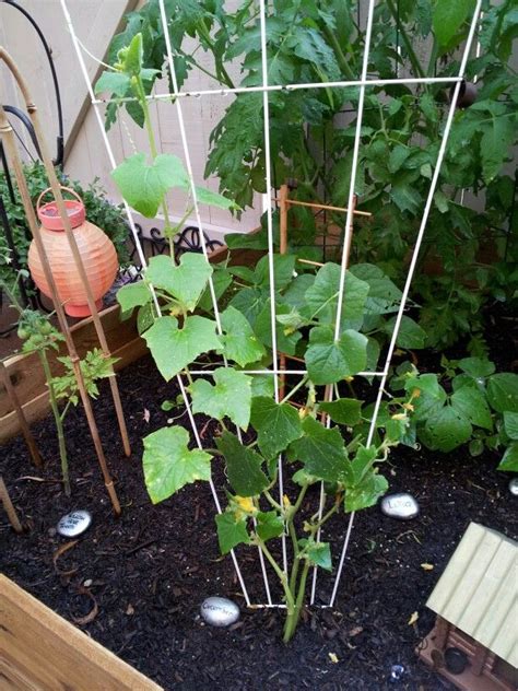 Gherkin cucumbers | Patio garden, Plants, Organic