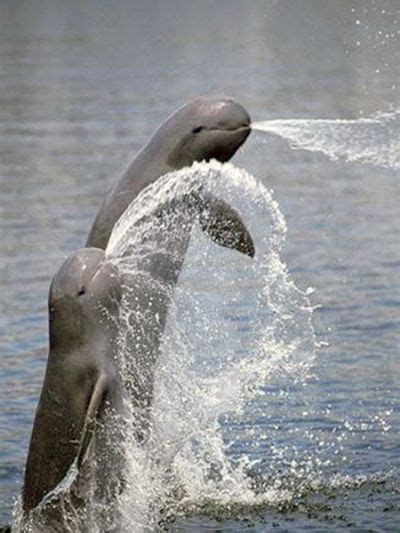 irrawaddy dolphin baby - Google Search | Dolphins, Animals beautiful ...