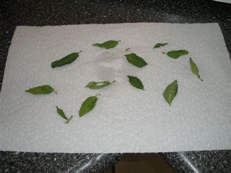 How To Dry Herbs In The Microwave | Herb Garden Gal