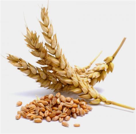 Natural Remedies: Advantages of WHEAT / GAIHUN / GANDUM Ke Fayde / Benefits of WHEAT / Natural ...