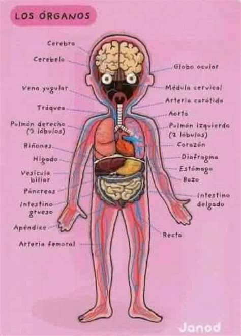 Pin de ContdeTeresa en Cuerpo Humano | Organos del cuerpo humano ...