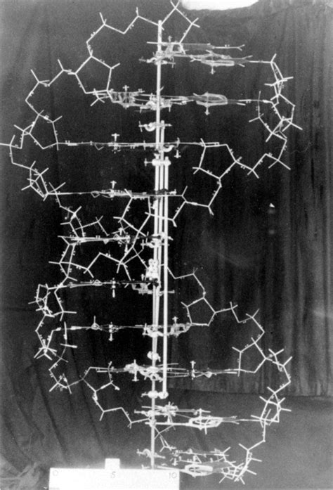 The original DNA demonstration model, designed by James Watson and Francis Crick. approx. 1953 ...