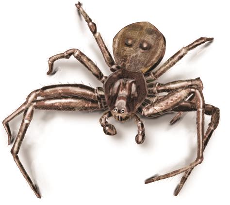 Central Florida News: There are five species of venomous spiders in Florida