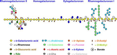 Schematic structure of pectin. Pectin consists of four different types ...
